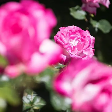 酒店 Dimitreli Venetia