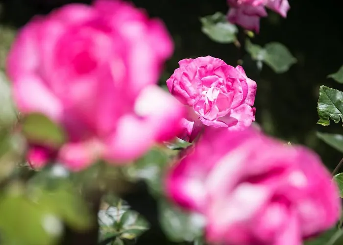 Hotel Dimitreli Venetia