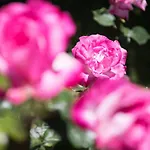 Hotel Dimitreli Venetia