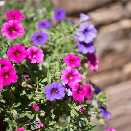 Hotel Dimitreli Venetia