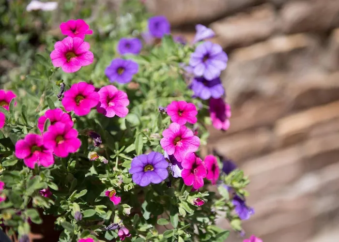 Otel Dimitreli Venetia